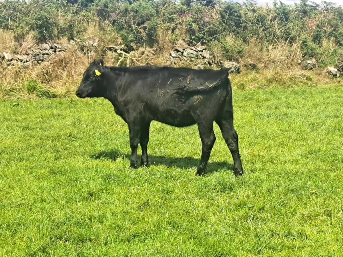 Cork Marts Corrin Tuesday  big entry of Weanlings - Image 3