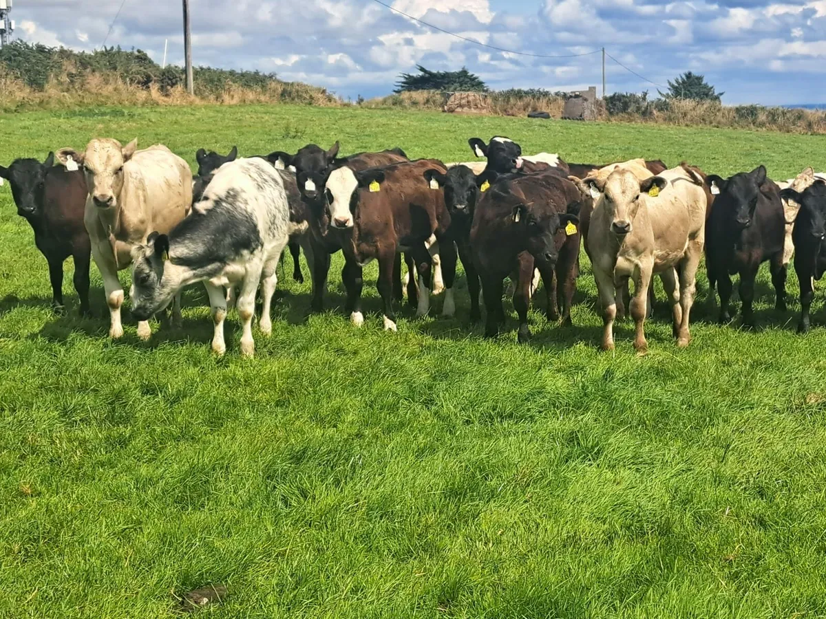 Cork Marts Corrin Tuesday  big entry of Weanlings - Image 4