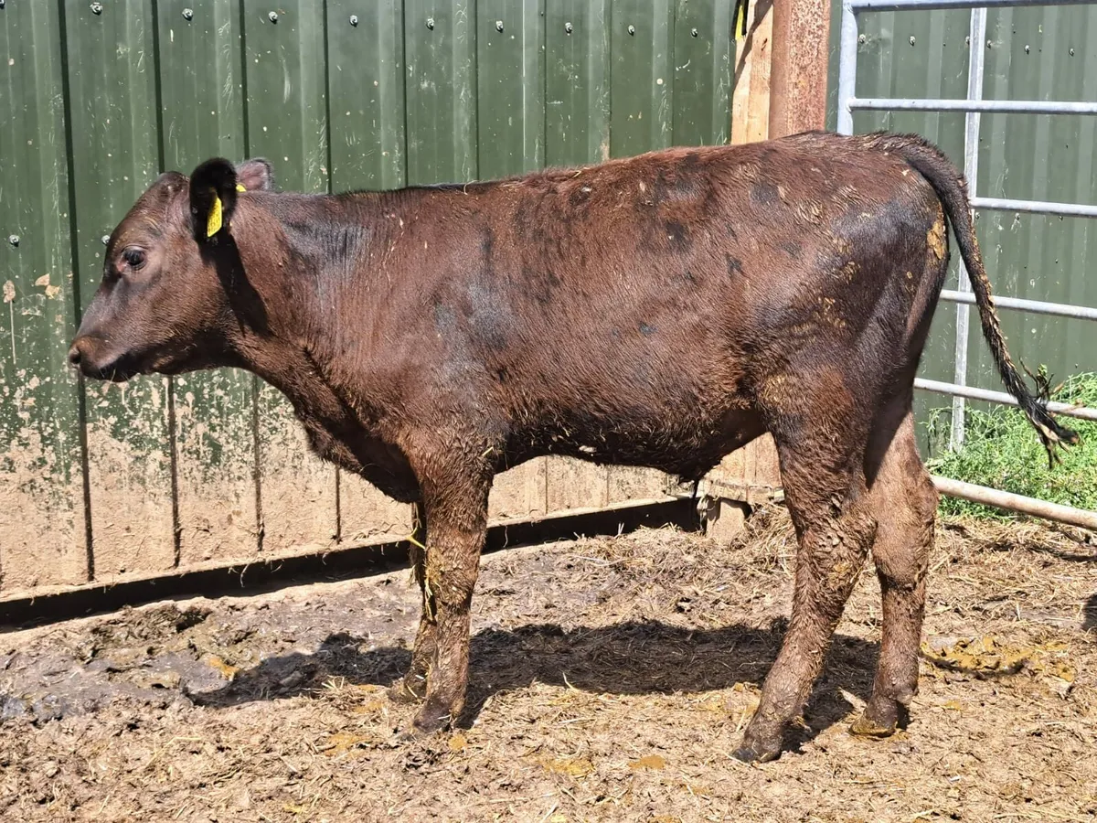 Cork Marts Corrin Thursday  big entry of Weanlings - Image 4