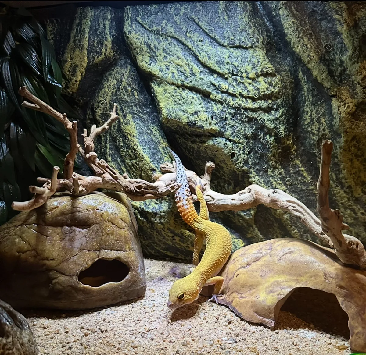 Leopard Gecko - tangerine/carrot tail - Image 1