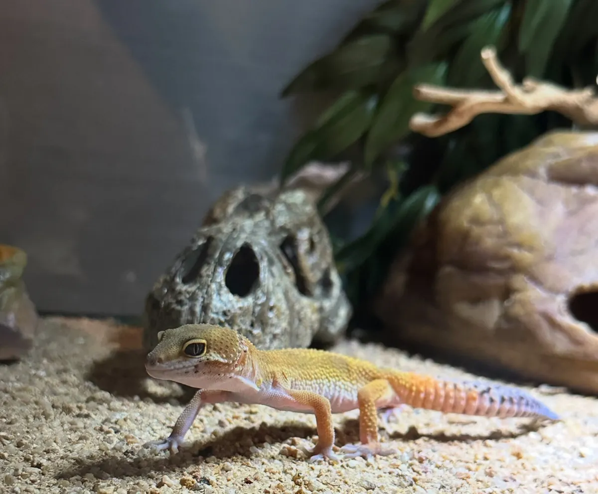 Leopard Gecko - tangerine/carrot tail - Image 2