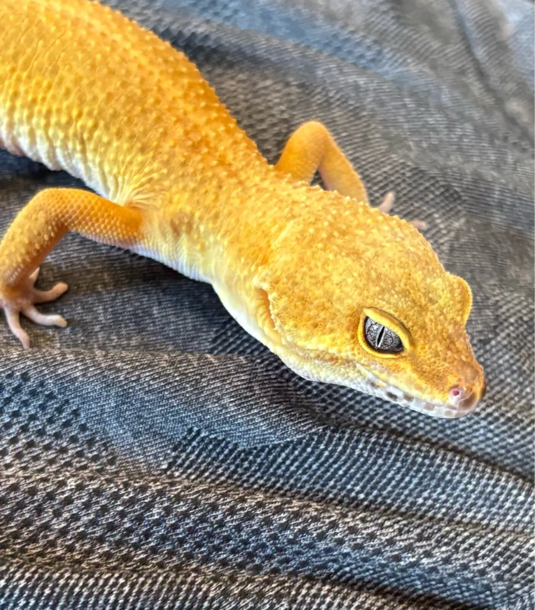 Leopard Gecko - tangerine/carrot tail - Image 3