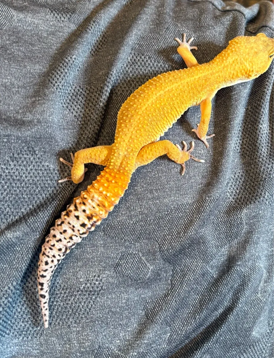 Leopard Gecko - tangerine/carrot tail - Image 4
