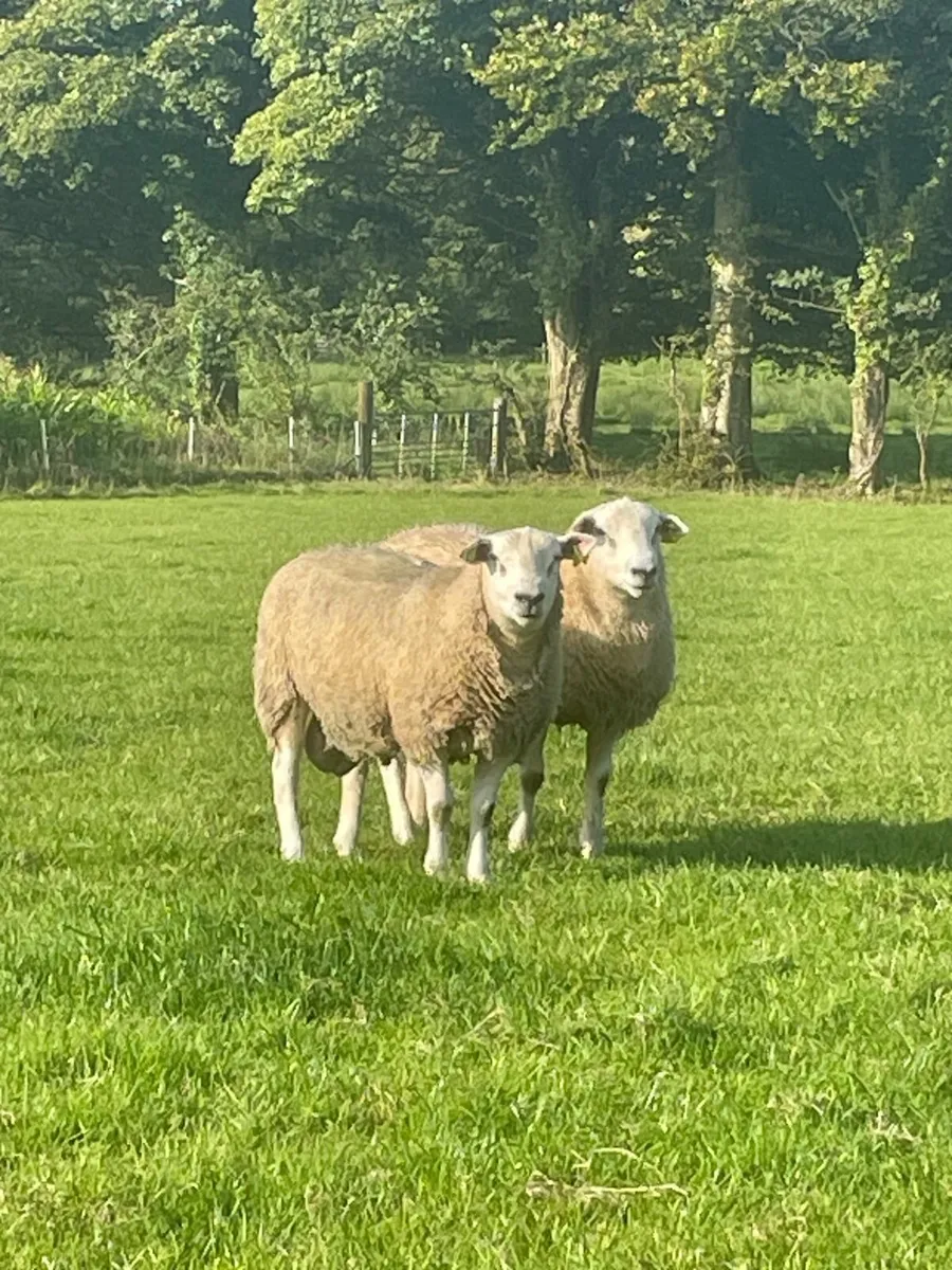 Belclare Rams for Sale - Image 1