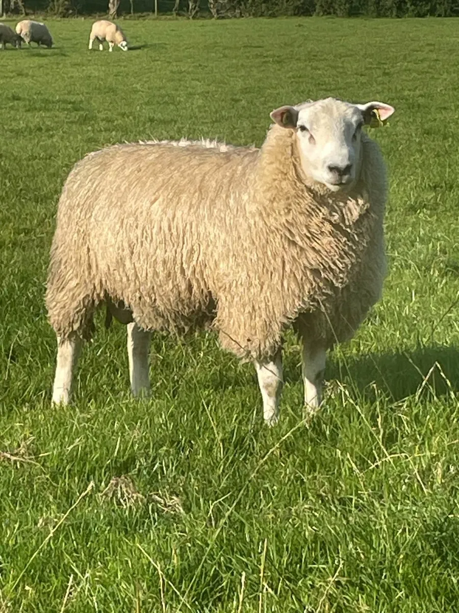 Belclare Rams for Sale - Image 2