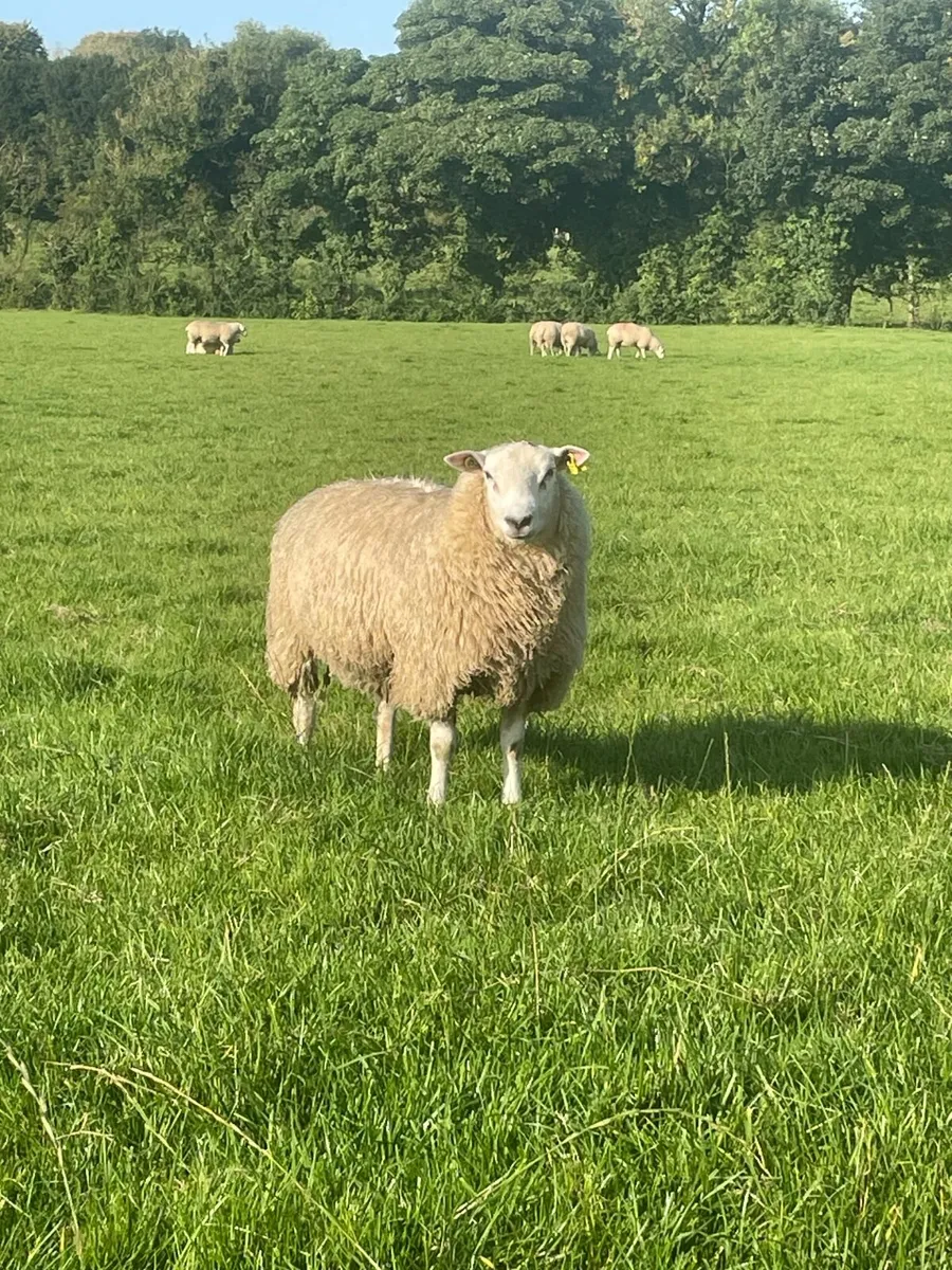 Belclare Rams for Sale - Image 3