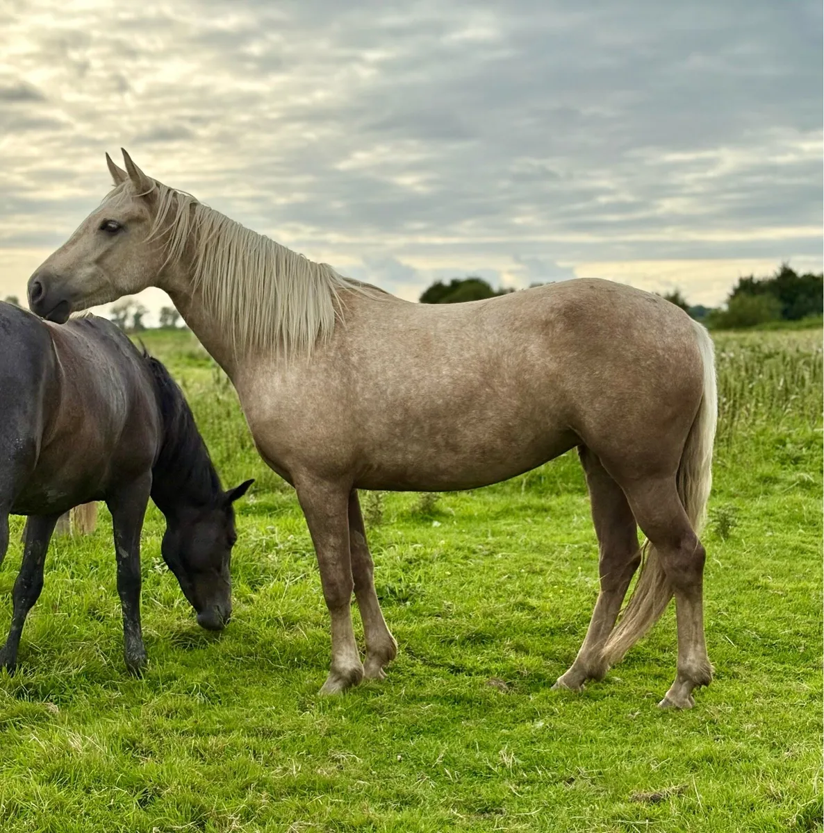 Connemara Palomino Filly - Image 2