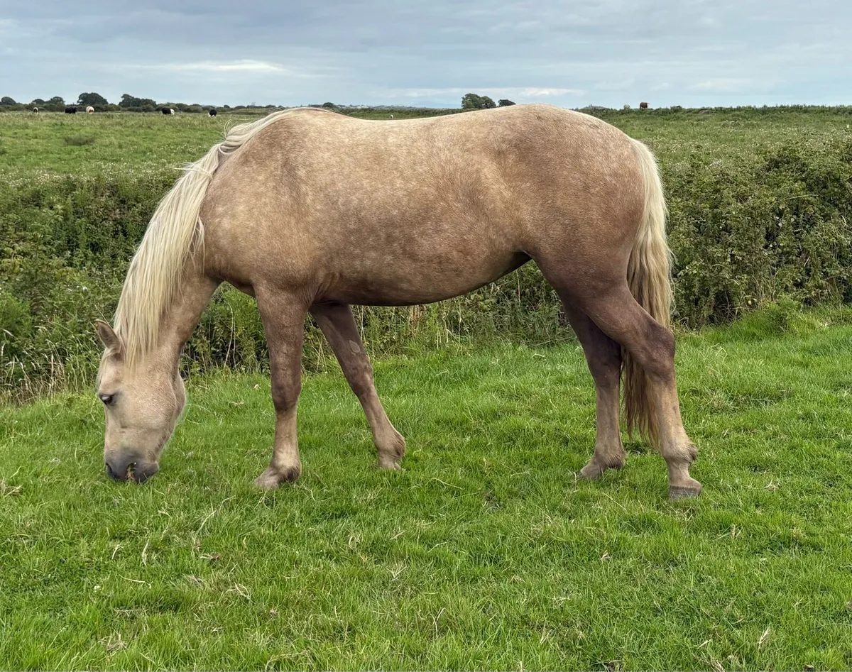 Connemara Palomino Filly - Image 1