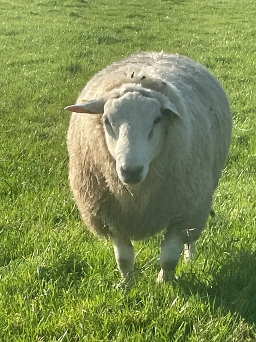 Belclare Rams for Sale - Image 4
