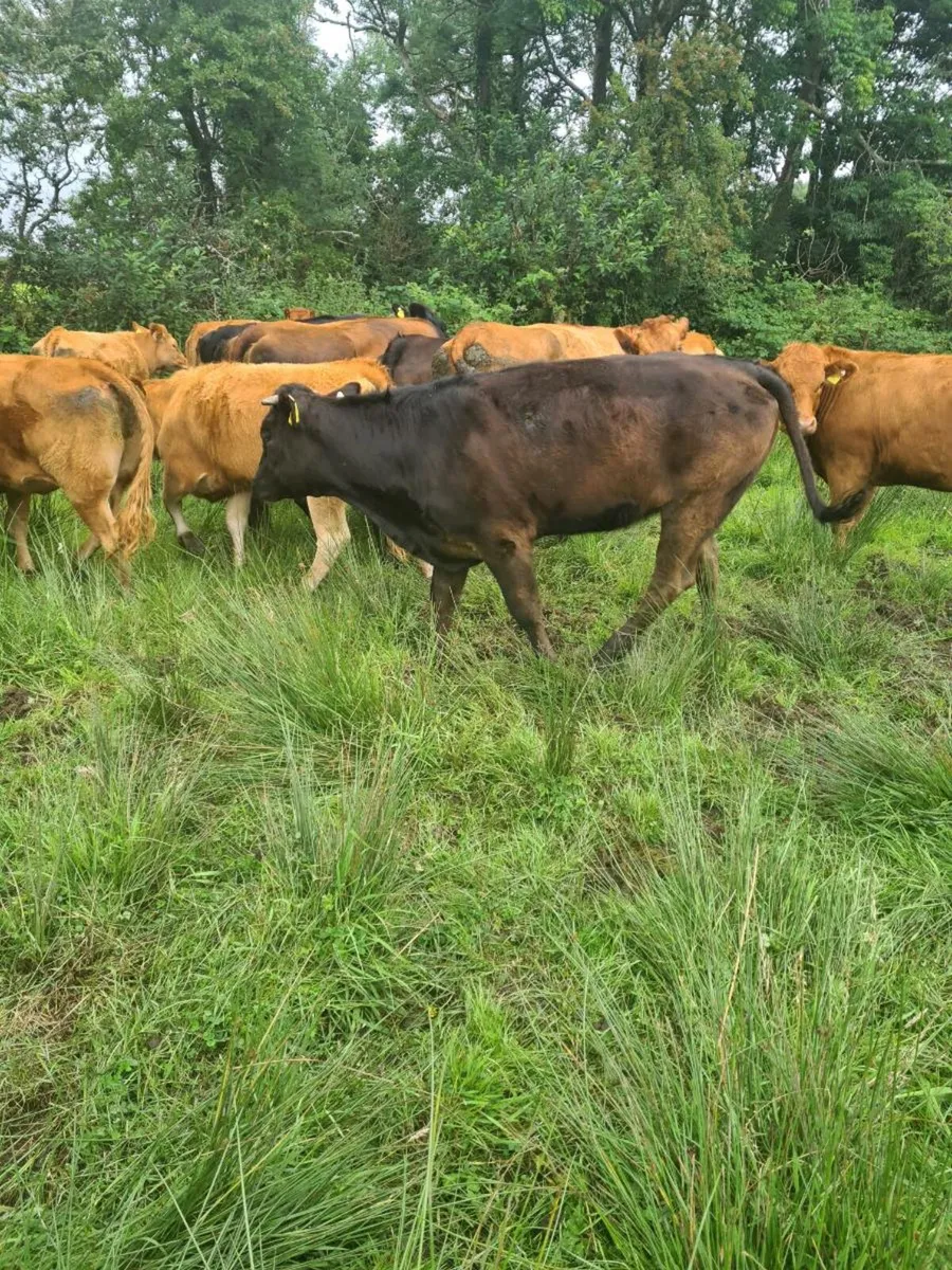 Limousin X heifers - Image 2