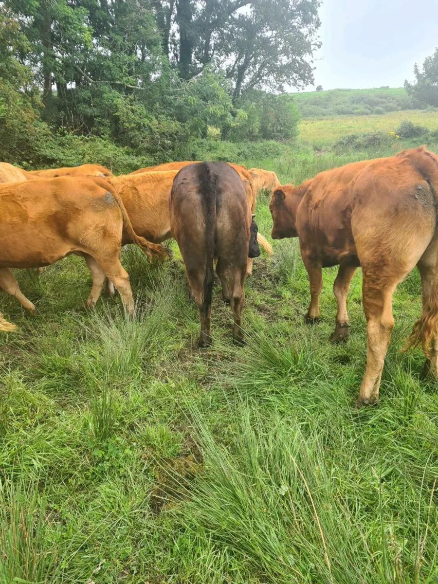 Limousin X heifers - Image 3
