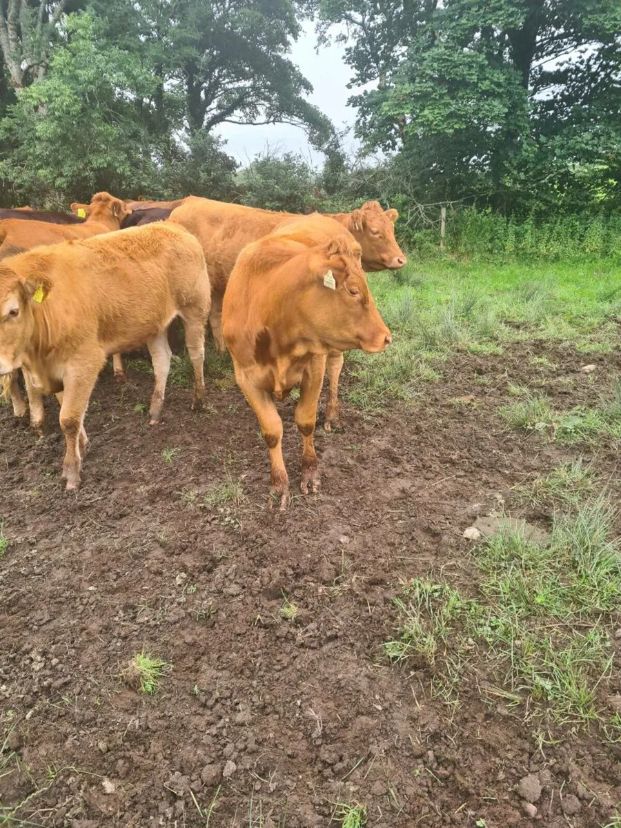Limousin X heifers - Image 4