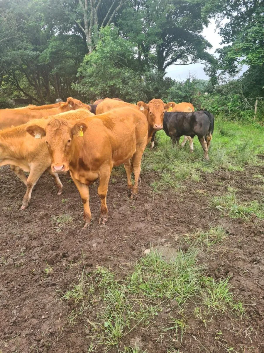Limousin X heifers - Image 1