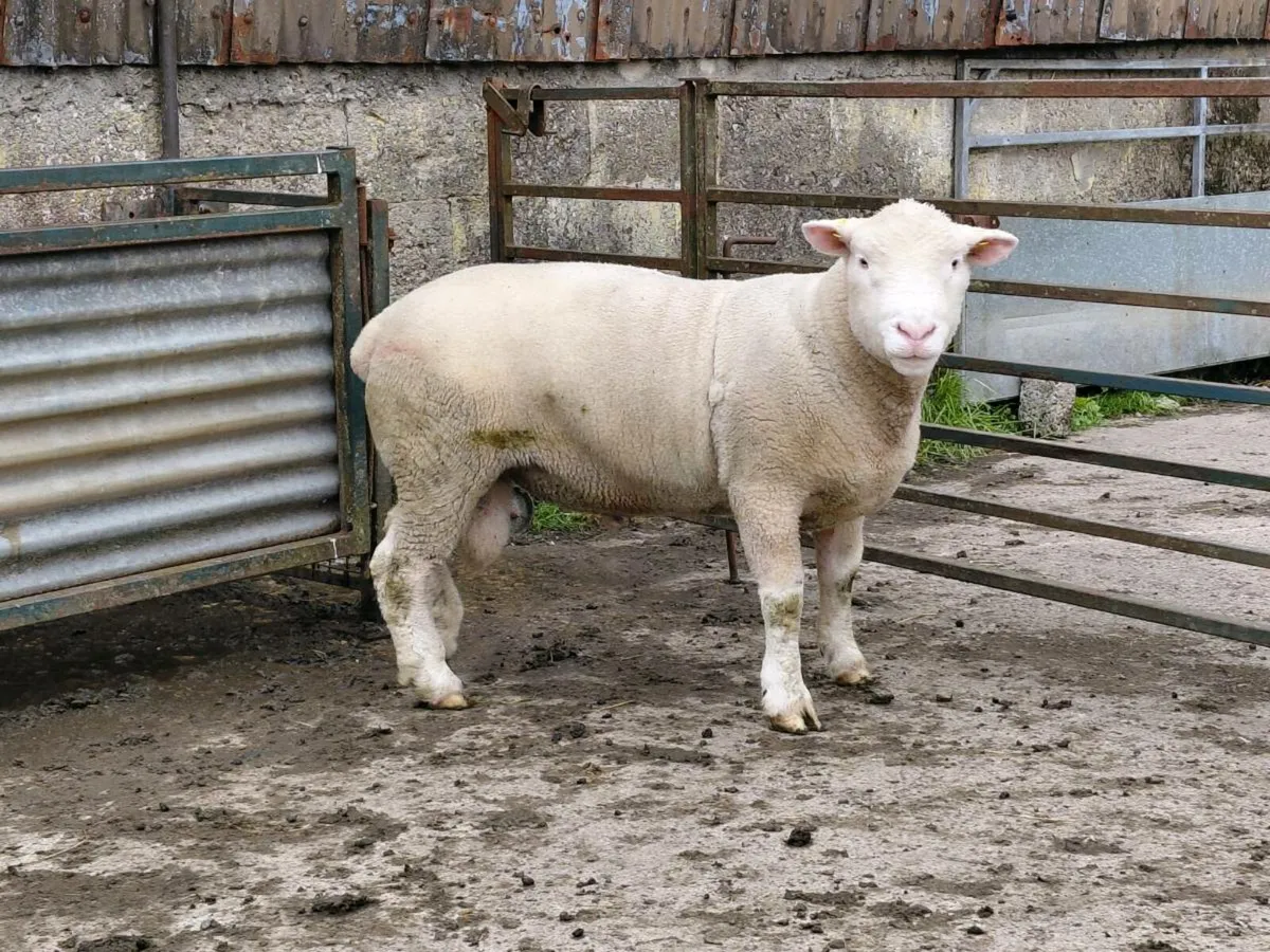 Dorset rams - Image 1