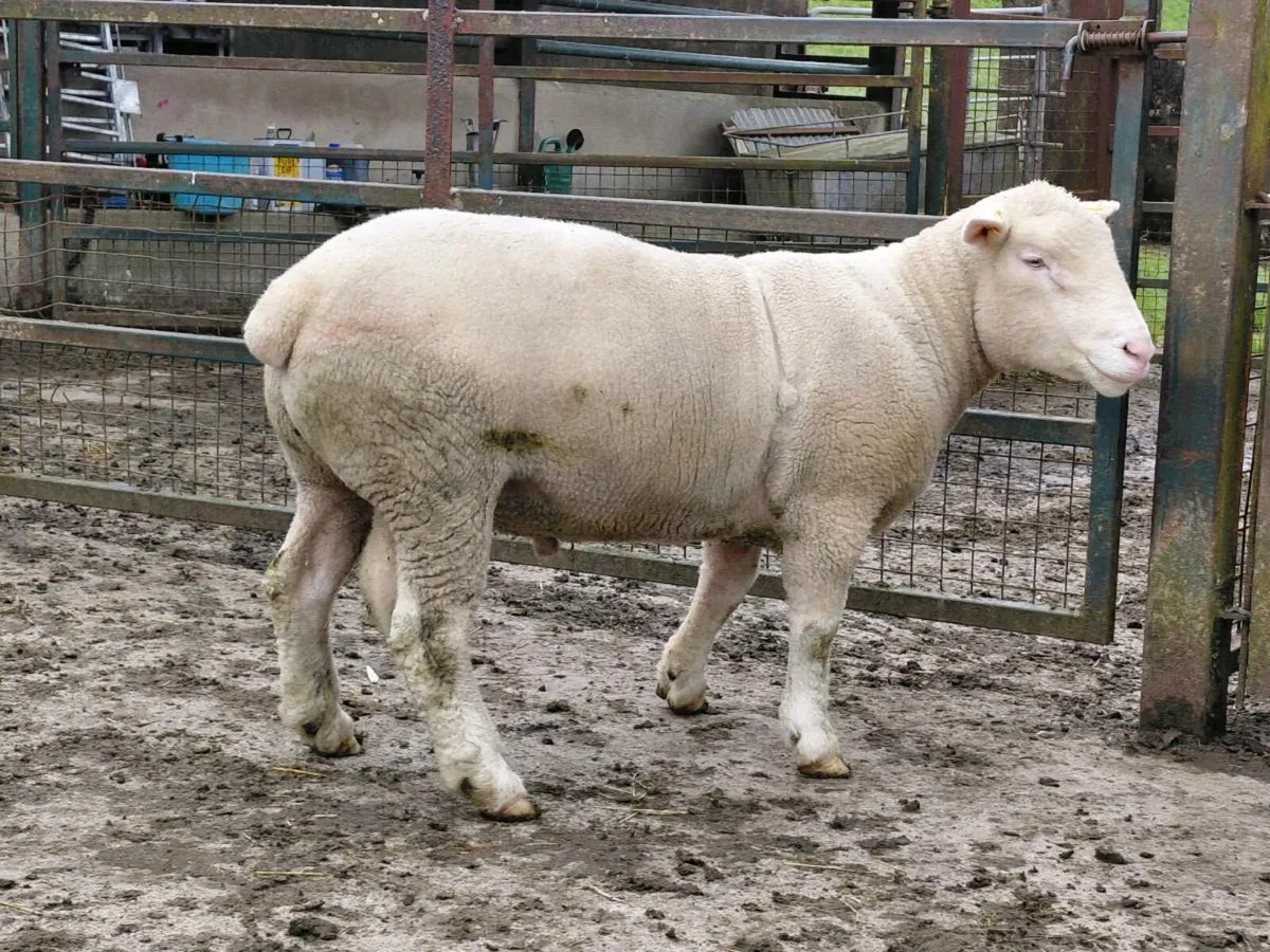 Dorset rams - Image 2