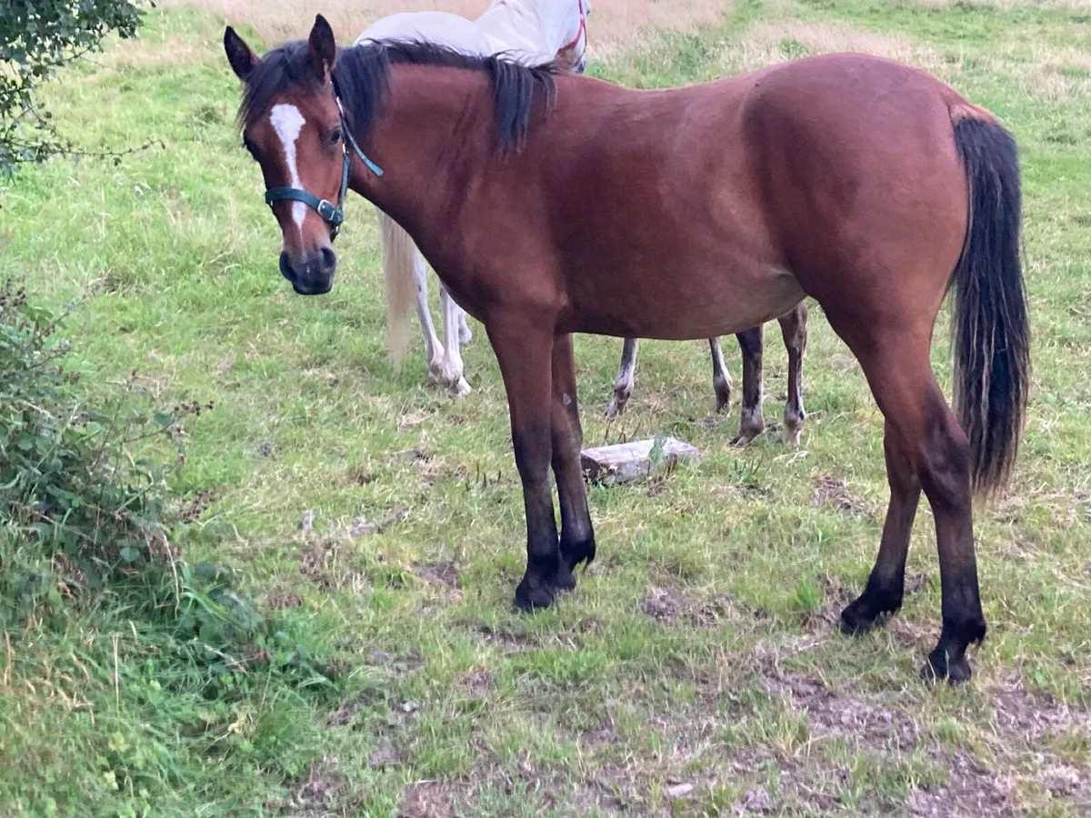 Pony - Image 3