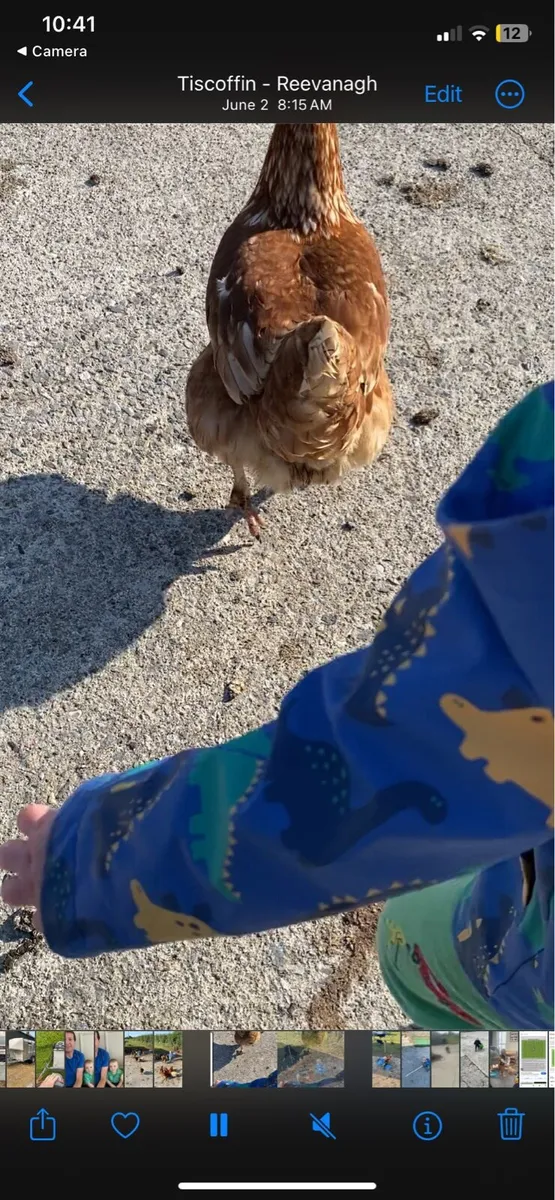 Pullets