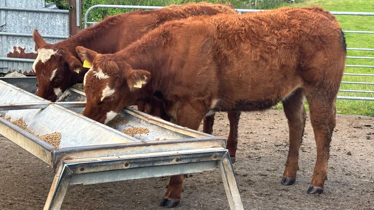 ⭐️ 2 Super Limousin Heifers ⭐️ - Image 1