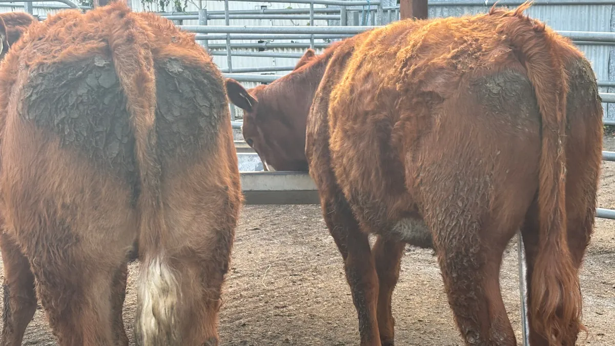 ⭐️ 2 Super Limousin Heifers ⭐️ - Image 3