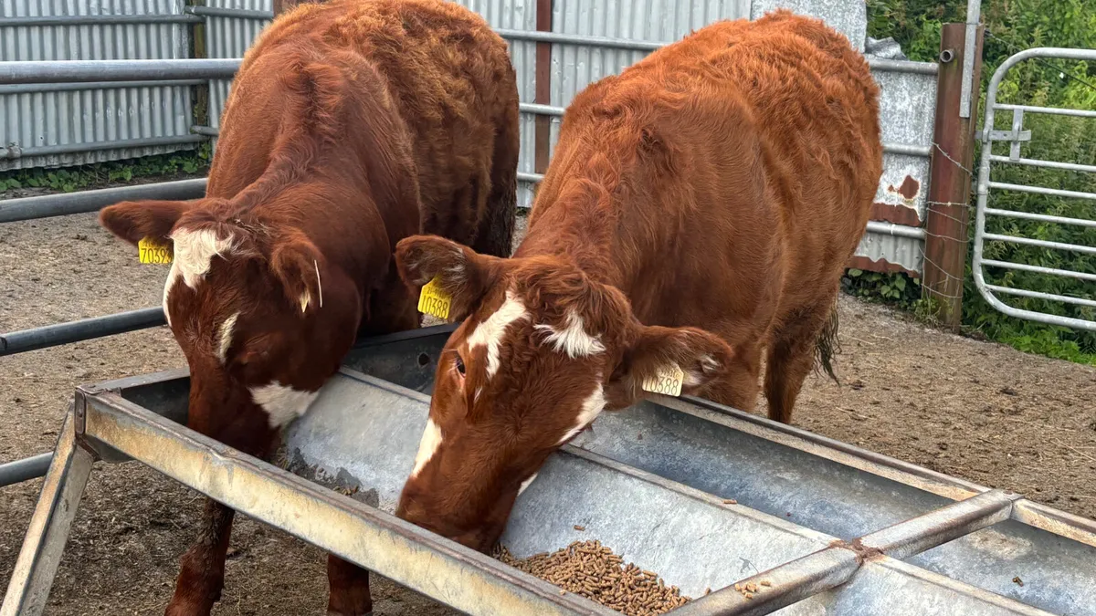 ⭐️ 2 Super Limousin Heifers ⭐️ - Image 2