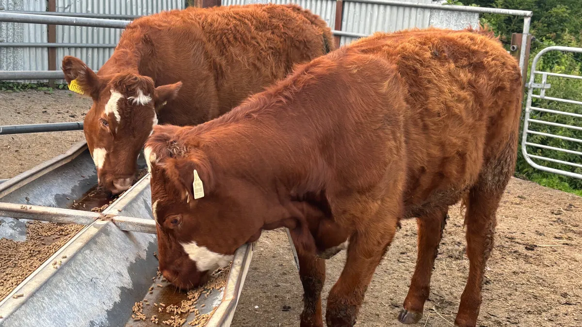 ⭐️ 2 Super Limousin Heifers ⭐️ - Image 4