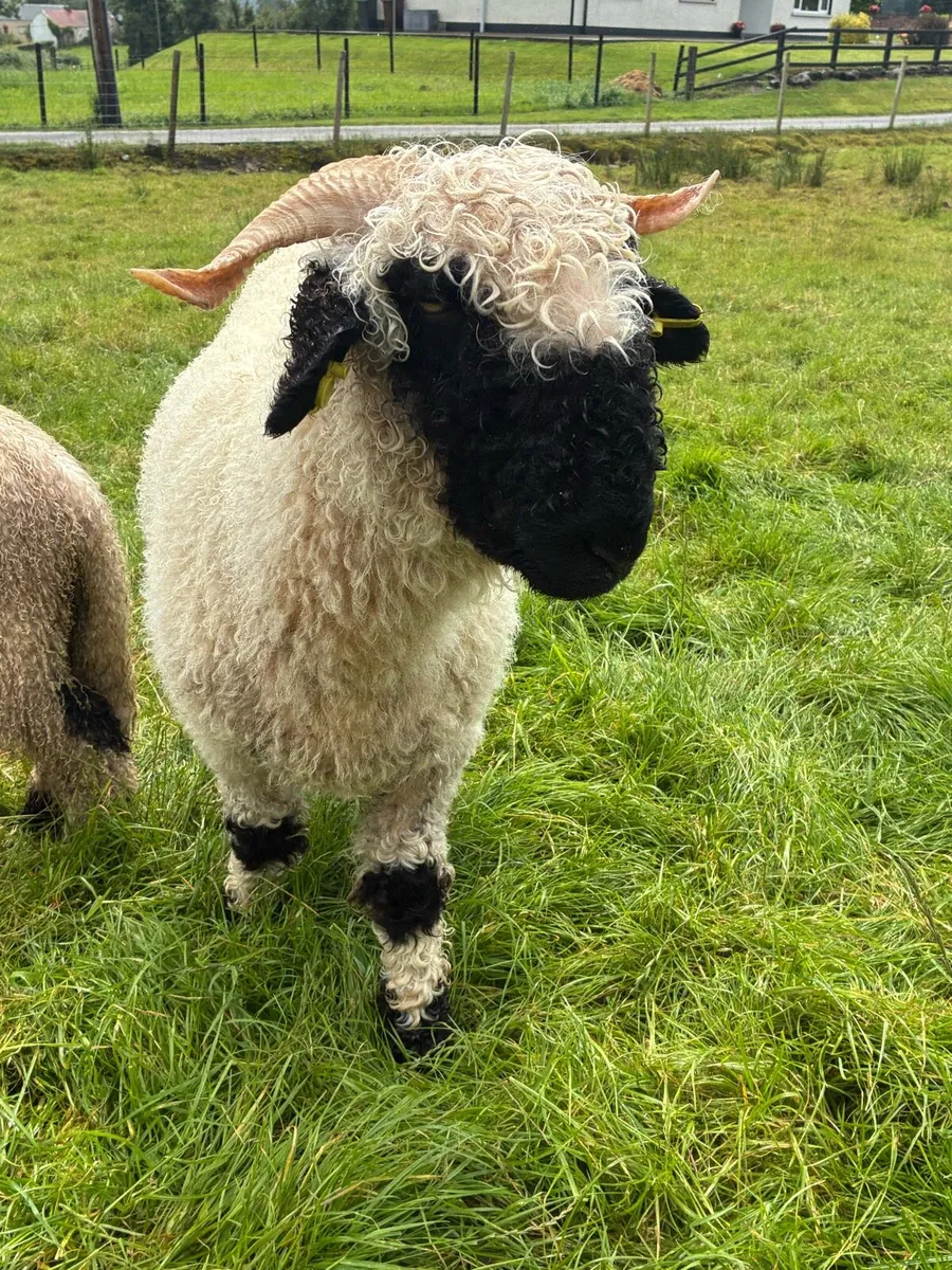 Valais Blacknose - Image 1