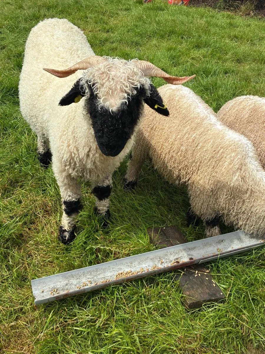 Valais Blacknose - Image 2