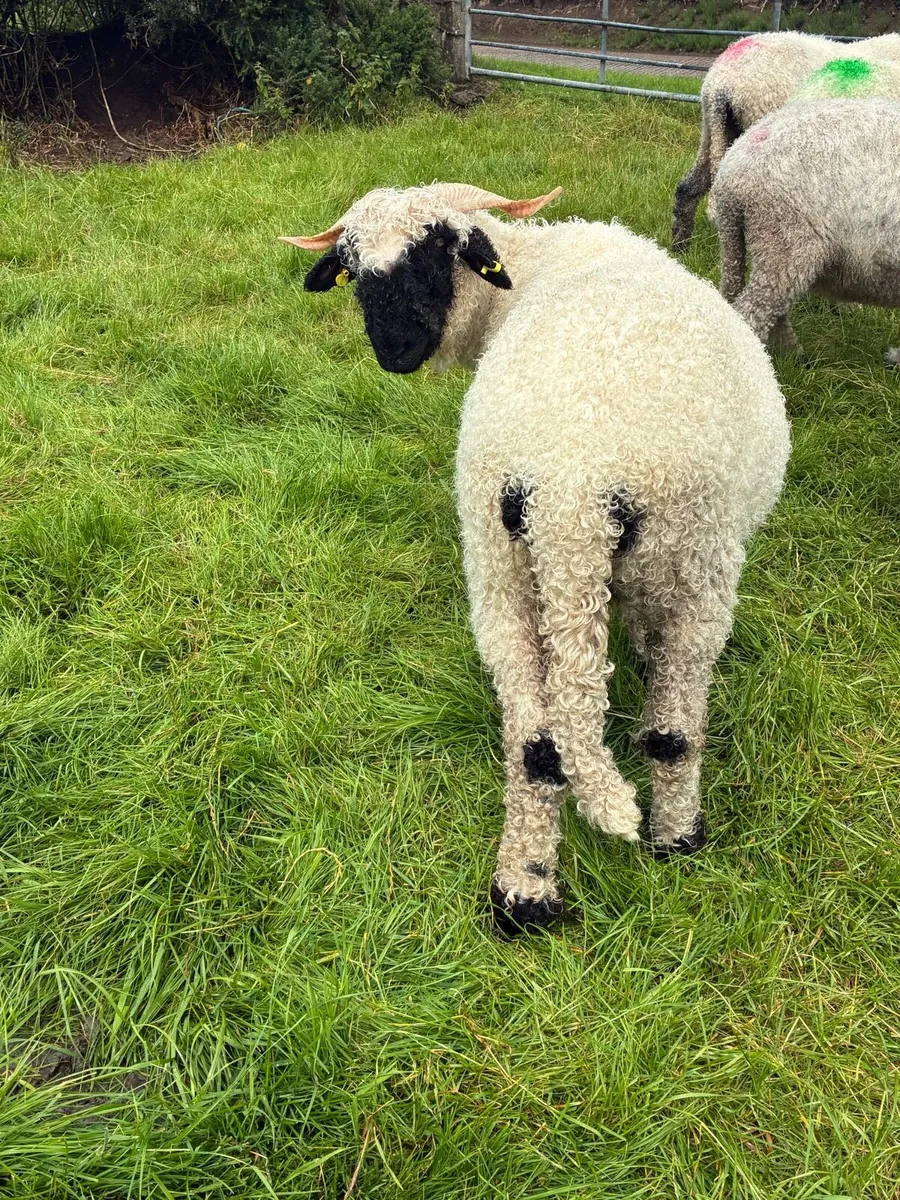 Valais Blacknose - Image 3