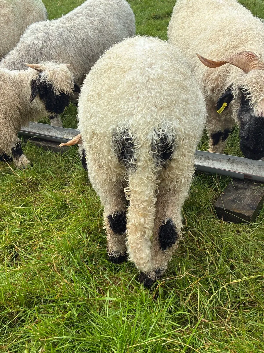 Valais Blacknose - Image 4