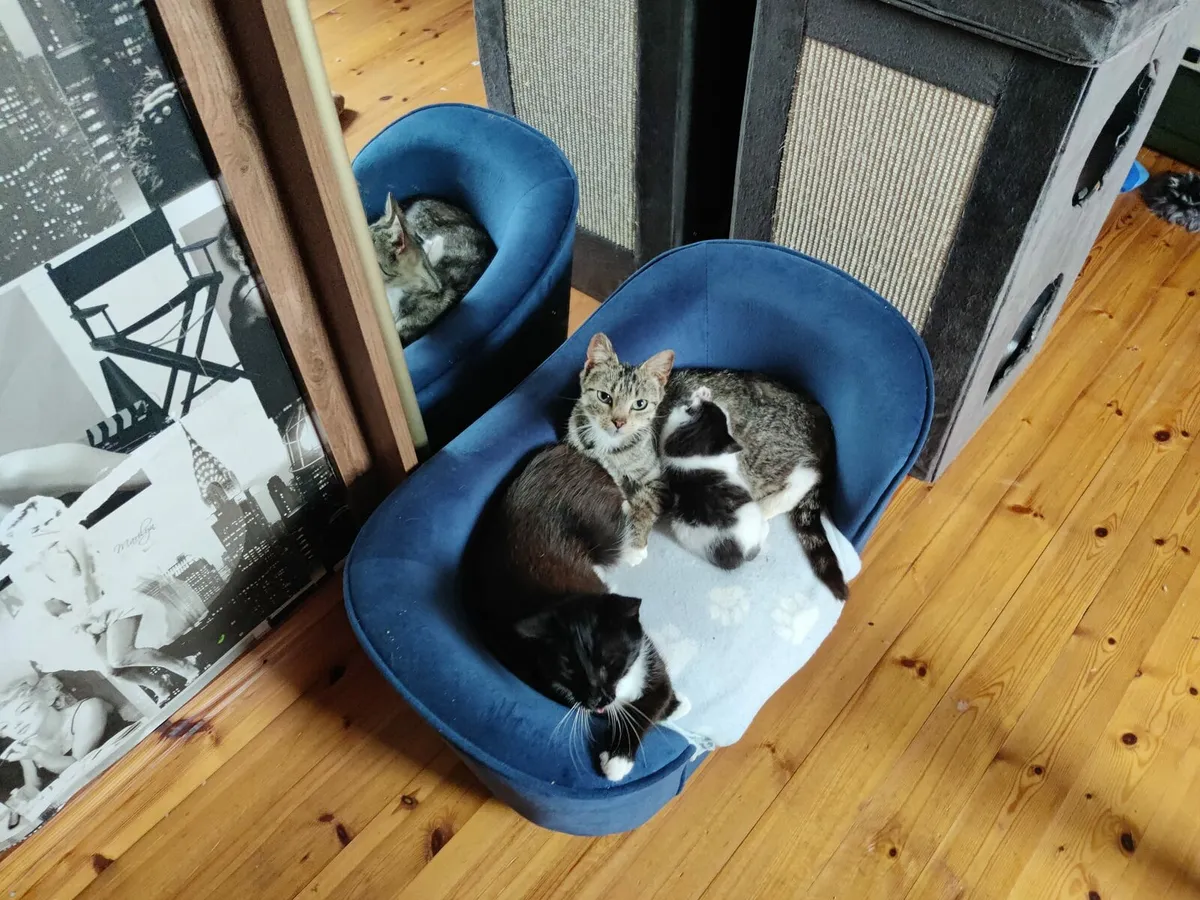 Two kittens Jellybean and Magpie - Image 3