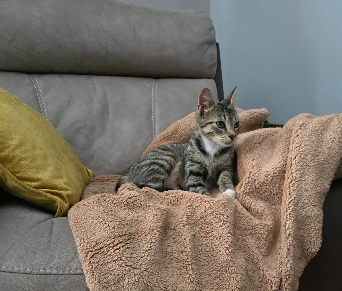 Two kittens Jellybean and Magpie - Image 4