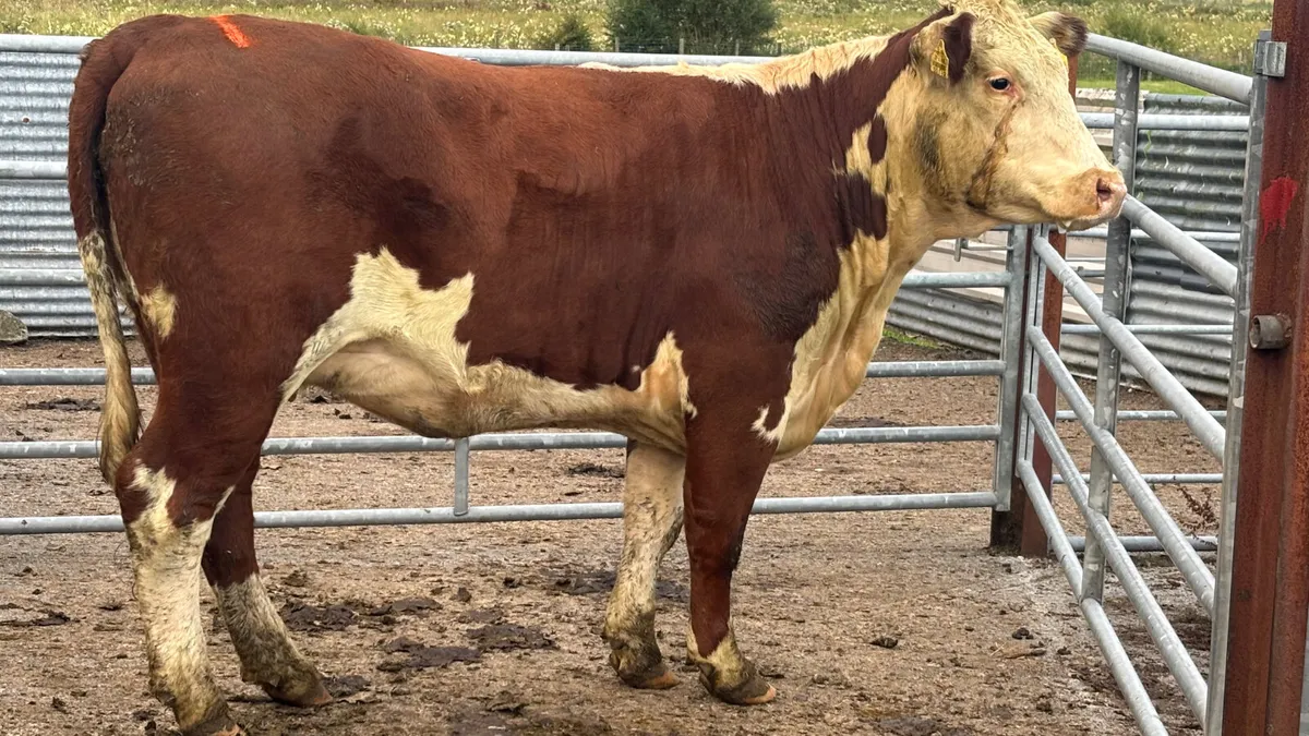 Purebred Hereford Heifer - Image 4