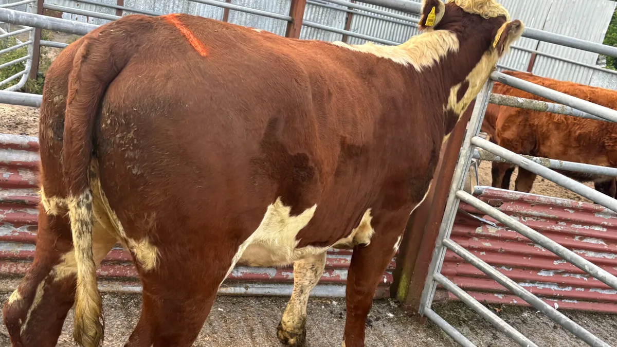 Purebred Hereford Heifer - Image 2