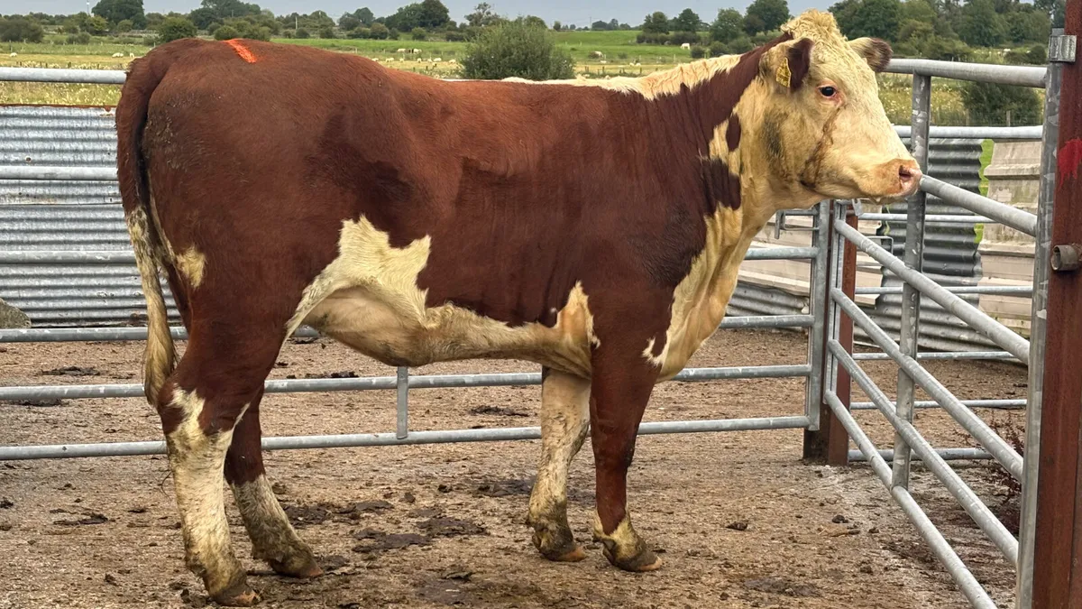 Purebred Hereford Heifer - Image 3
