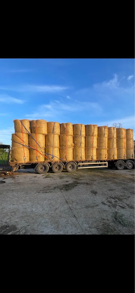TOP QUALITY SPRING BARLEY STRAW - Image 1