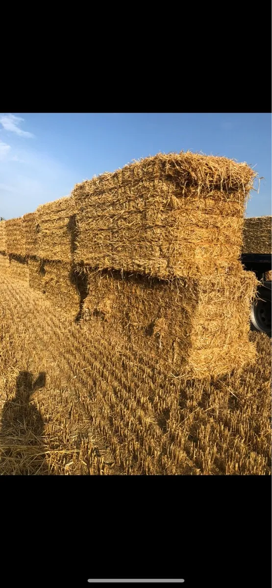 TOP QUALITY SPRING BARLEY STRAW - Image 4