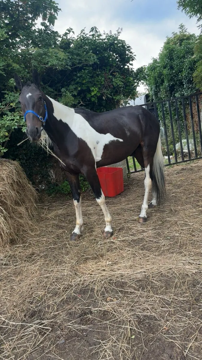 Pacer gelding - Image 1