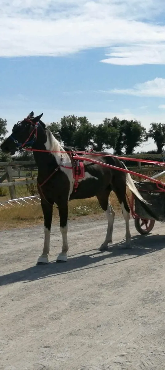 Pacer gelding - Image 2