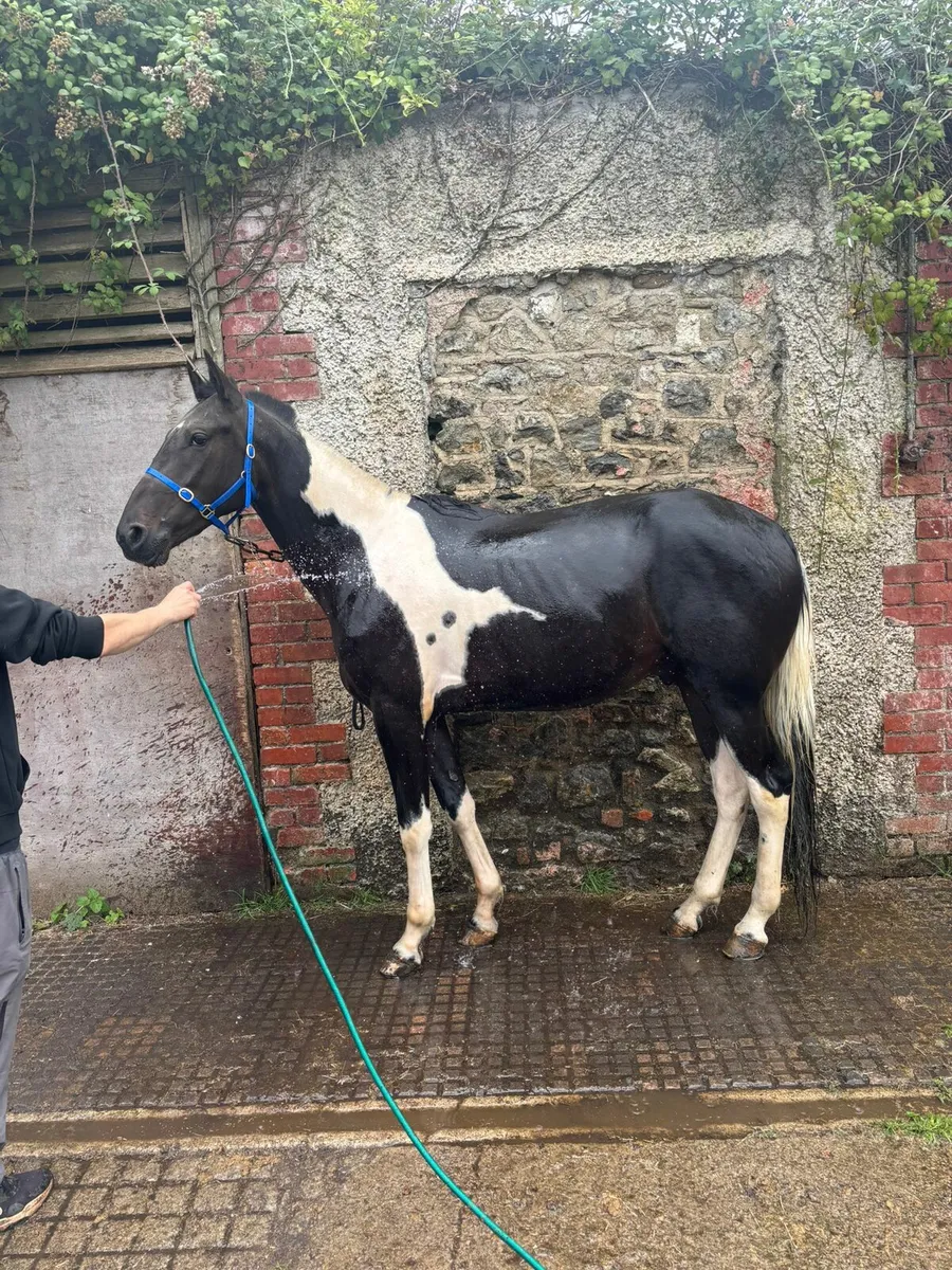 Pacer gelding - Image 3