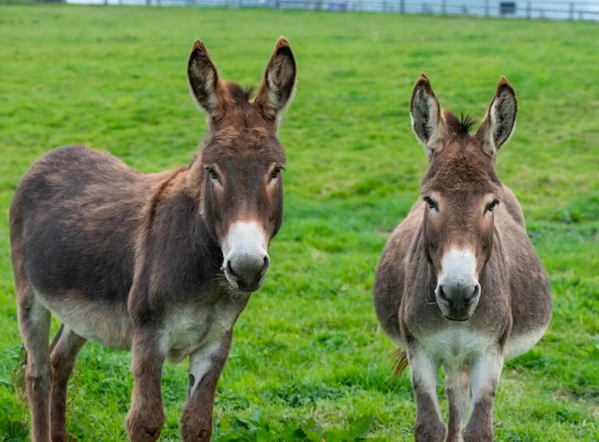 Donkeys Free To Good Home
