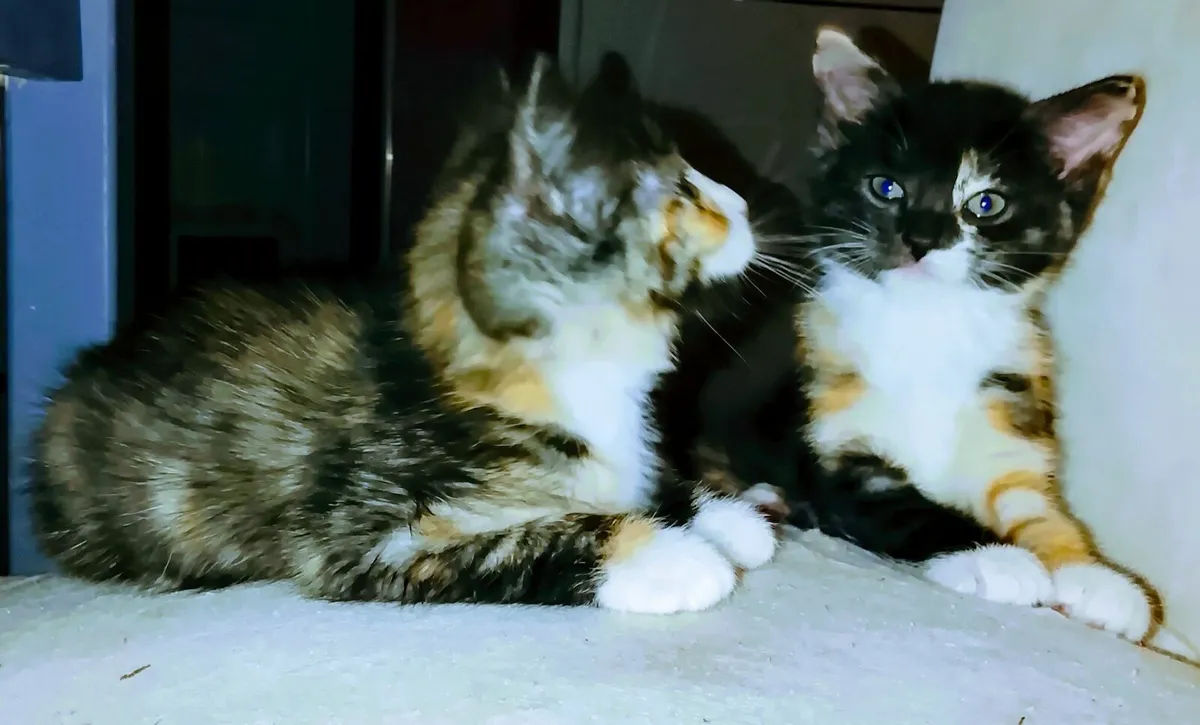 Kittens - Image 2