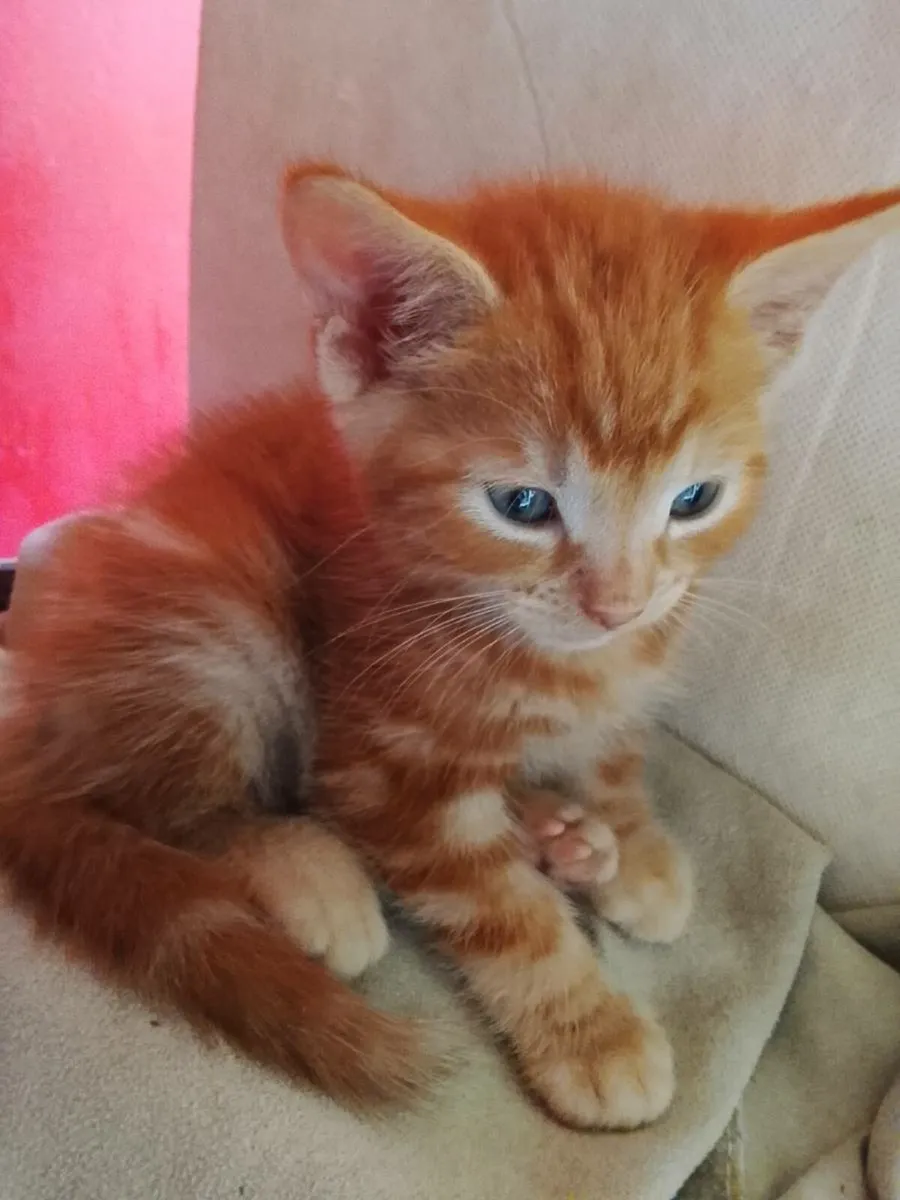 Kittens - Image 3