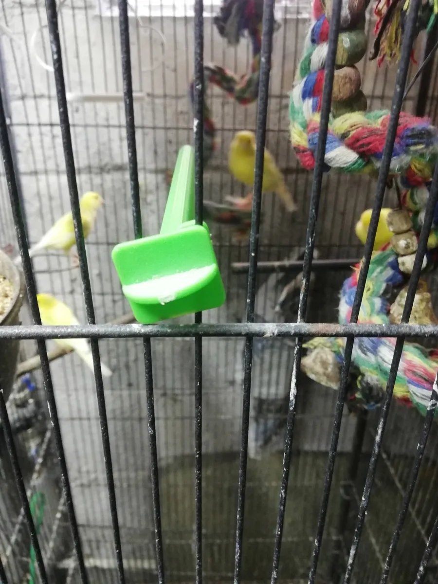 Canaries - Image 1