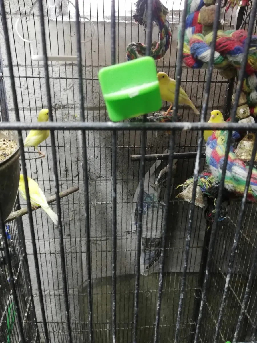 Canaries - Image 2