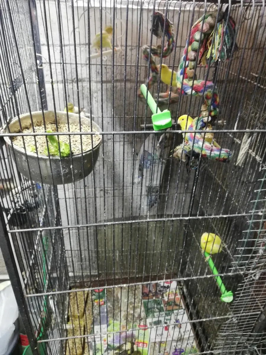 Canaries - Image 4