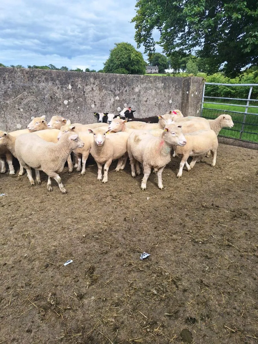 Dorset hoggets - Image 1
