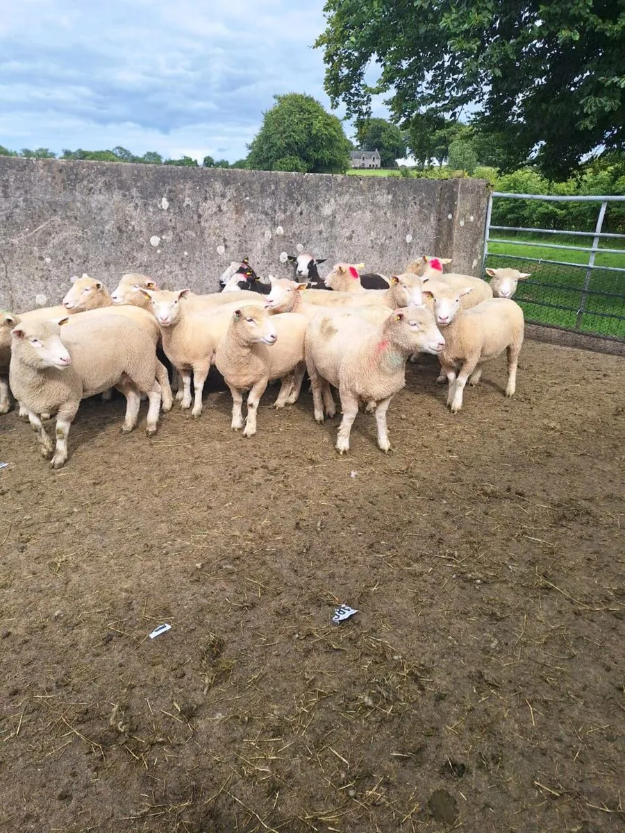 Dorset hoggets - Image 2