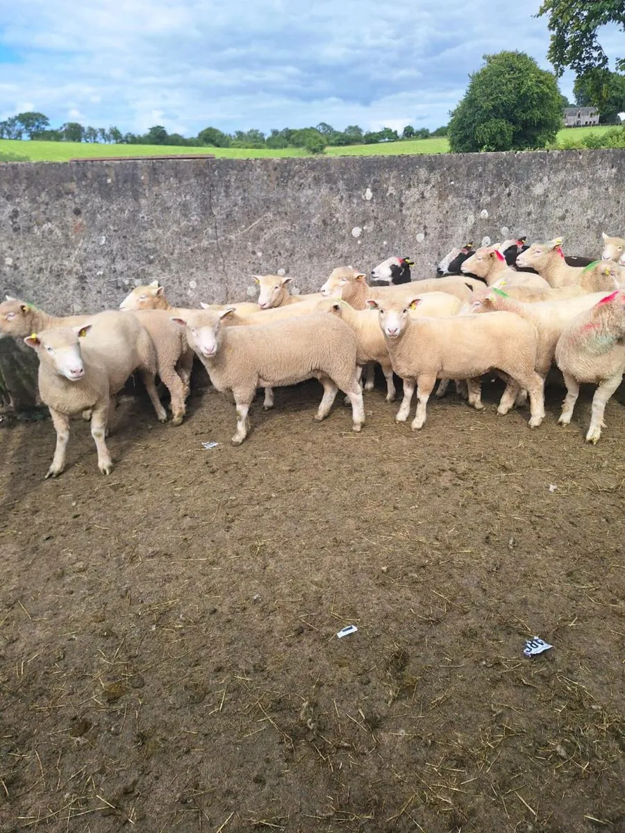 Dorset hoggets - Image 3