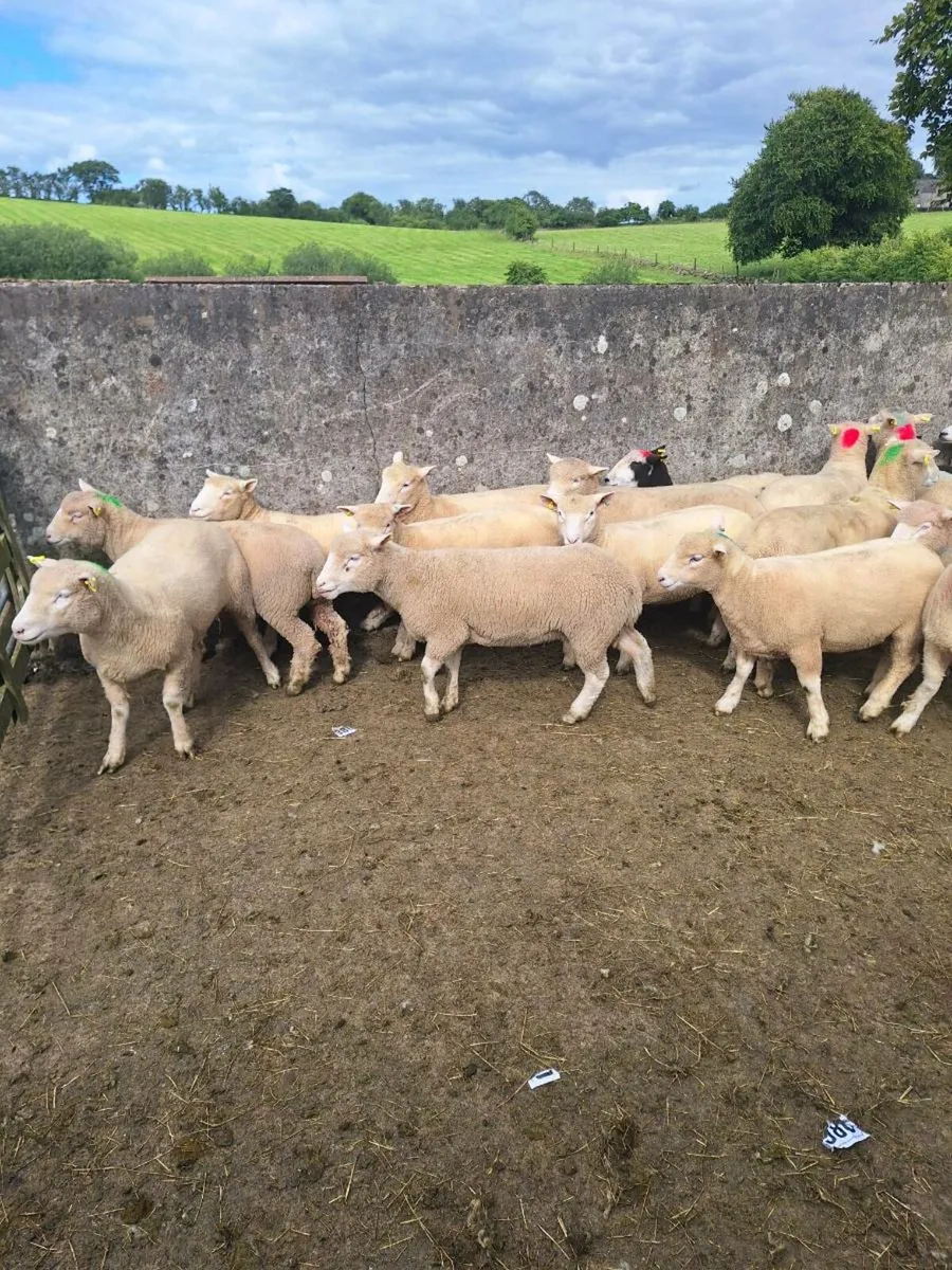 Dorset hoggets - Image 4