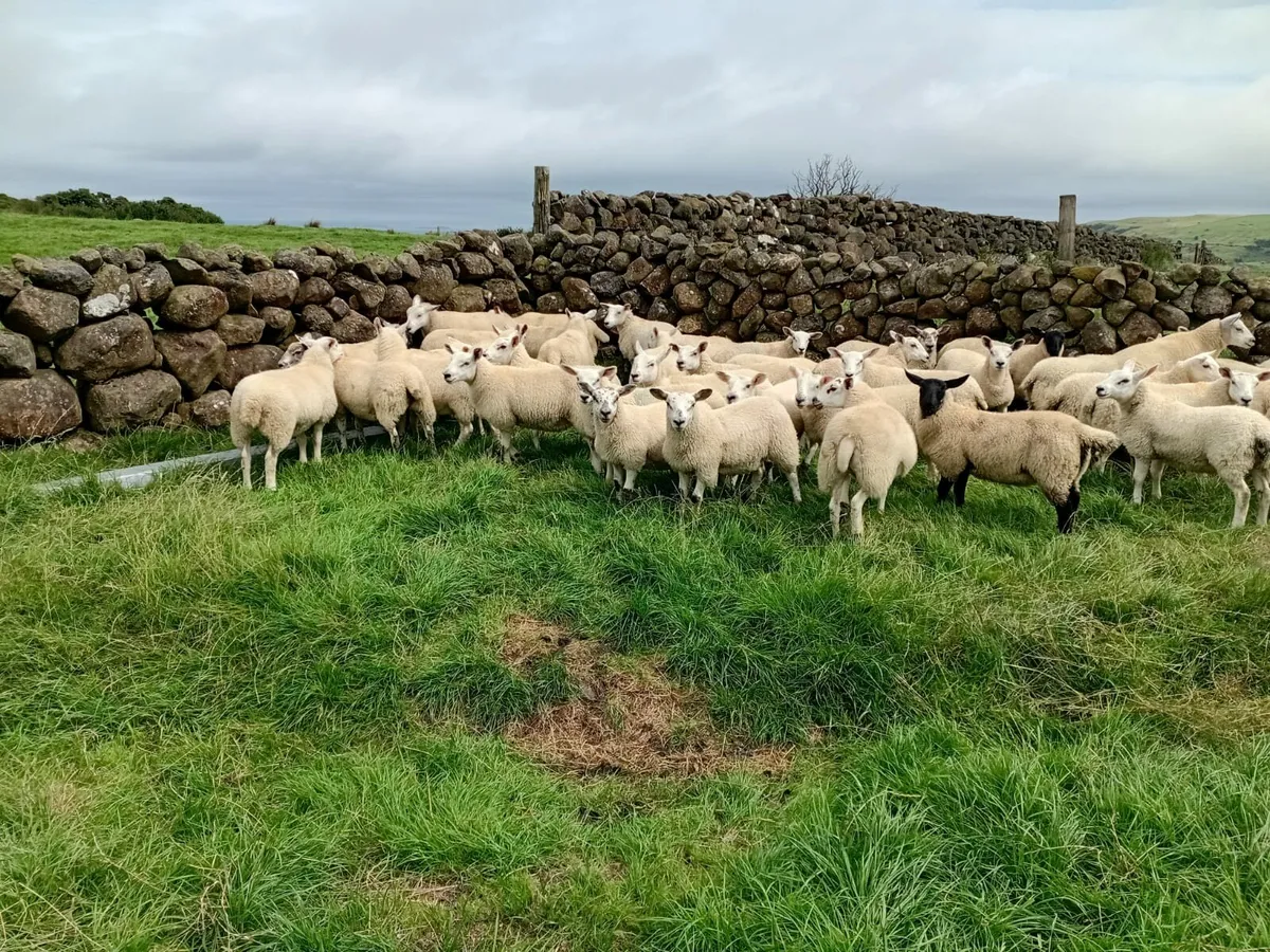 Ewe lambs
